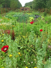 moestuin-bloemen.JPG