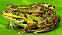 groenekikker-blad.jpg