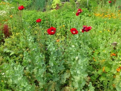 papaver-moestuin-2.JPG