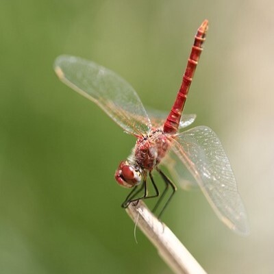 12403-dragonfly-2322905_960_720.jpg [1]