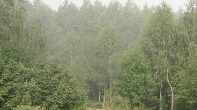 lem bos met engelnevel